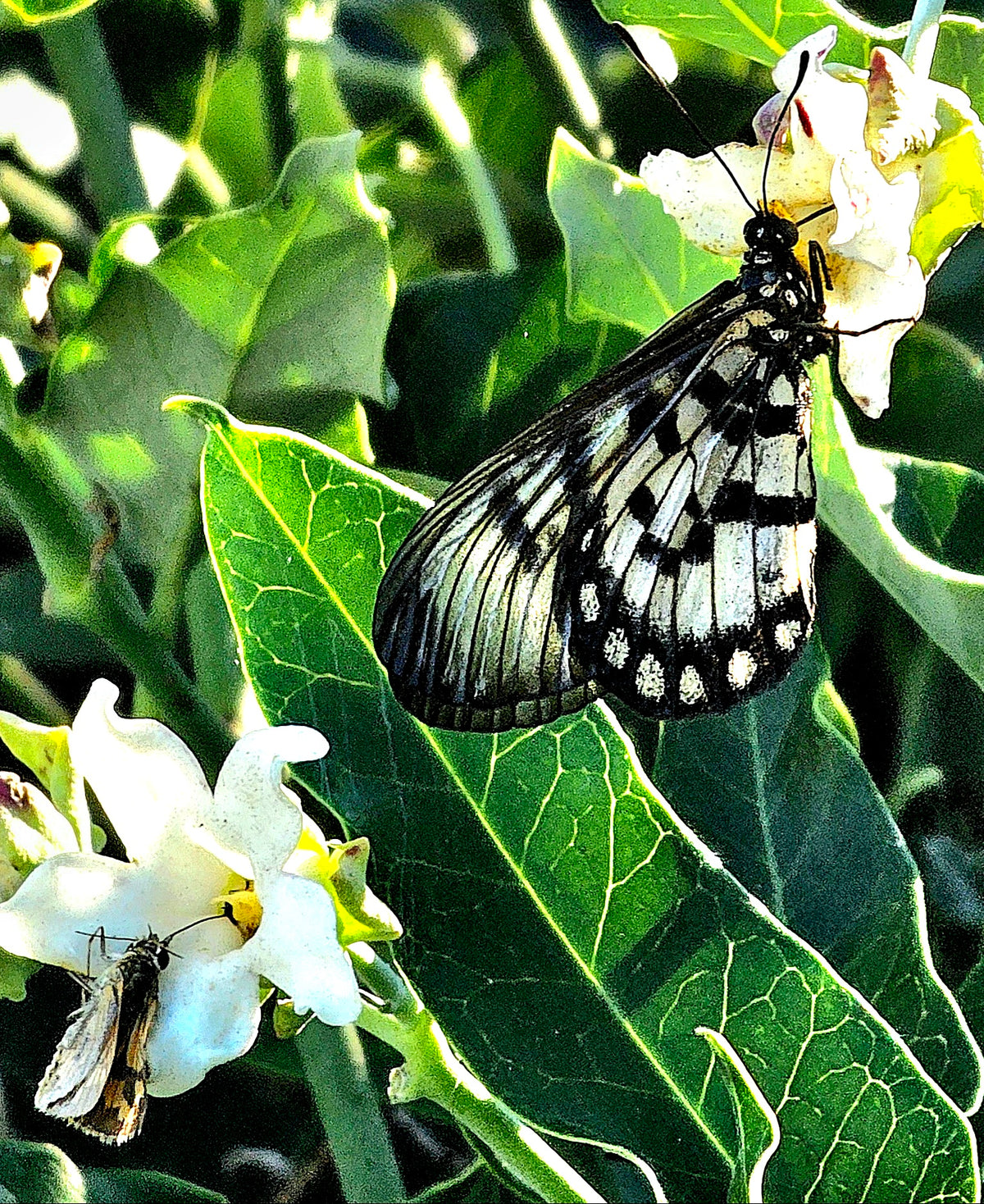 Floral & Wildlife