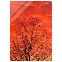 Crown of Light — original photography by Chantel Elle
