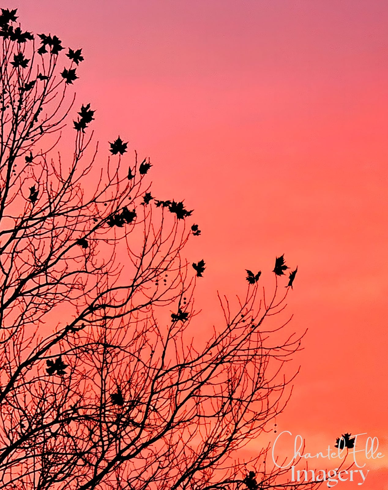 Ellevate review — Pink Sky Tree — watermarked artwork (20250615_170654)