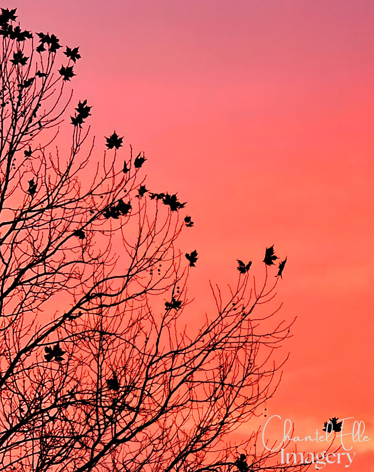 Ellevate review — Pink Sky Tree — watermarked artwork (20250615_170654)