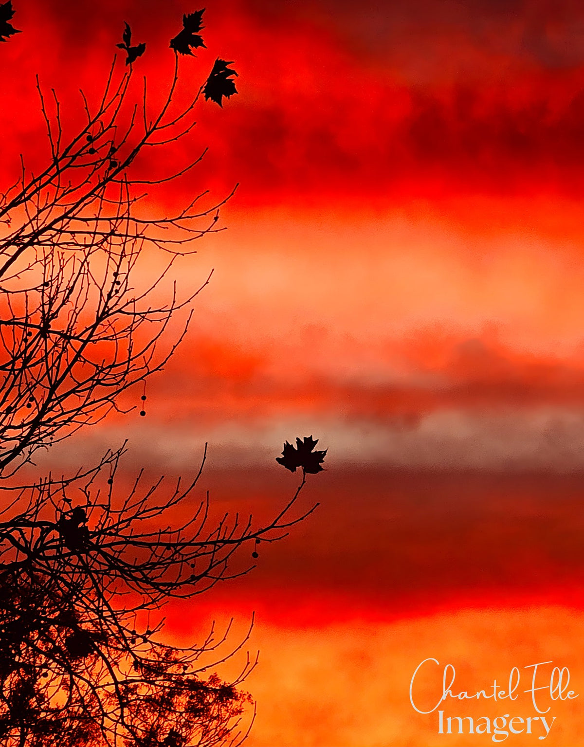 Crimson Stillness — watermarked artwork