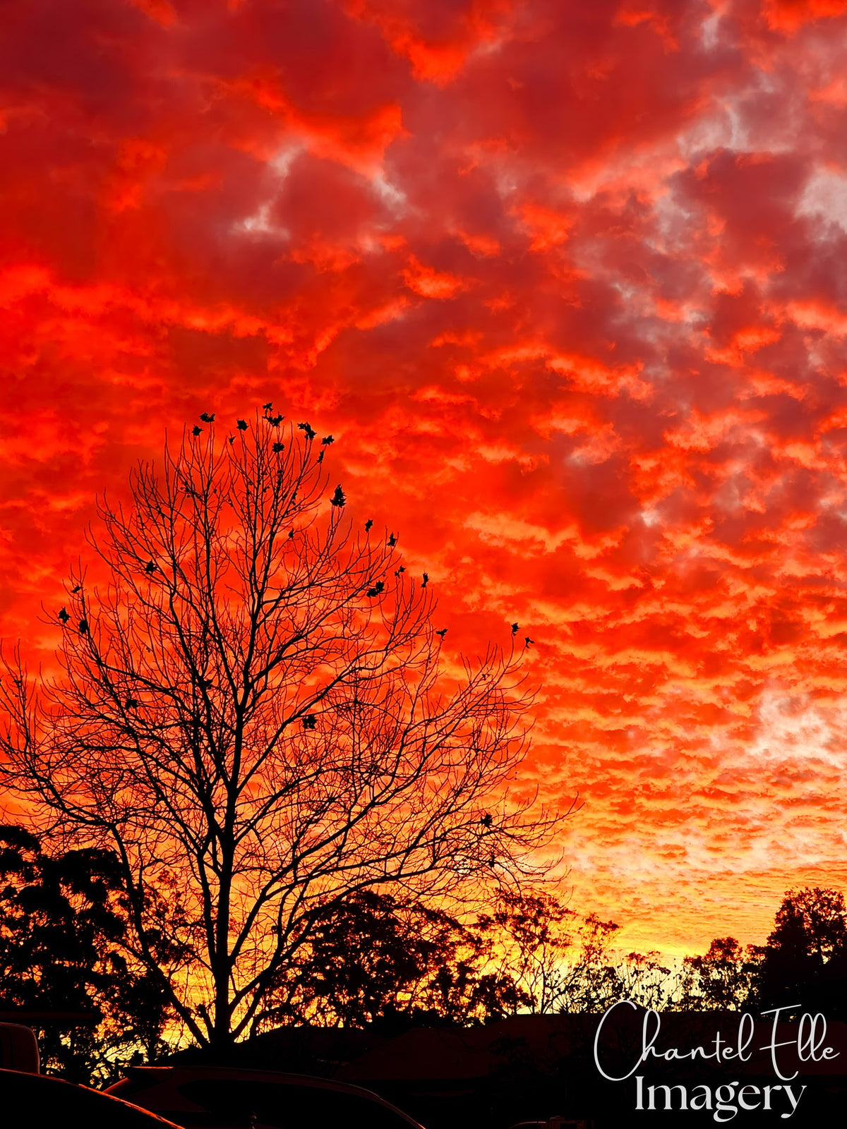 Evening's Encore — watermarked artwork