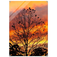 Golden Canopy — original photography by Chantel Elle
