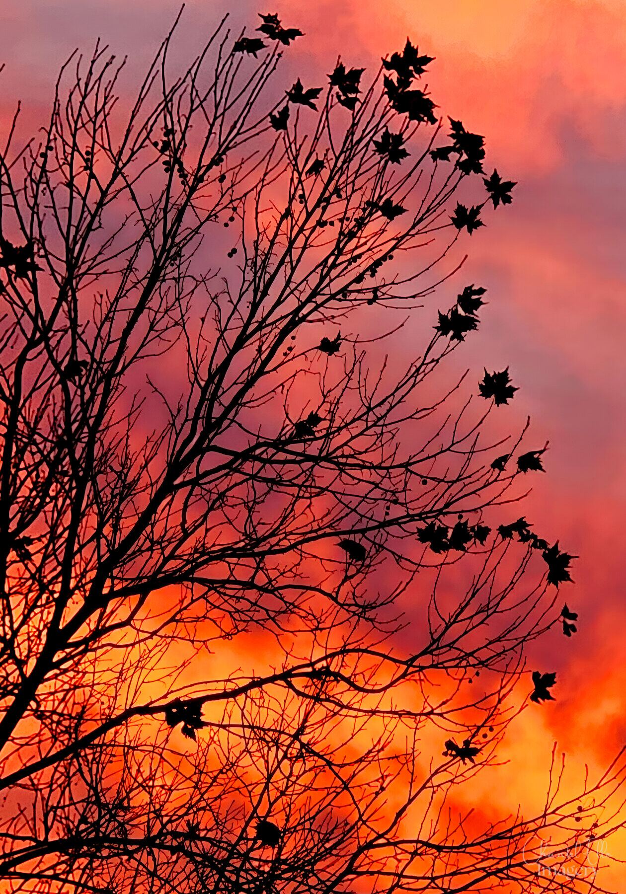 A lone tree silhouetted against a blazing orange and magenta sunset, photographed by Chantel Elle